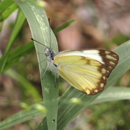 Réf. 237 737 : Belenois creona